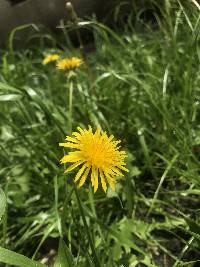 Taraxacum officinale image