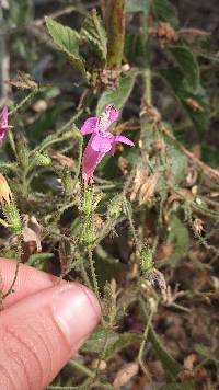 Ruellia floribunda image