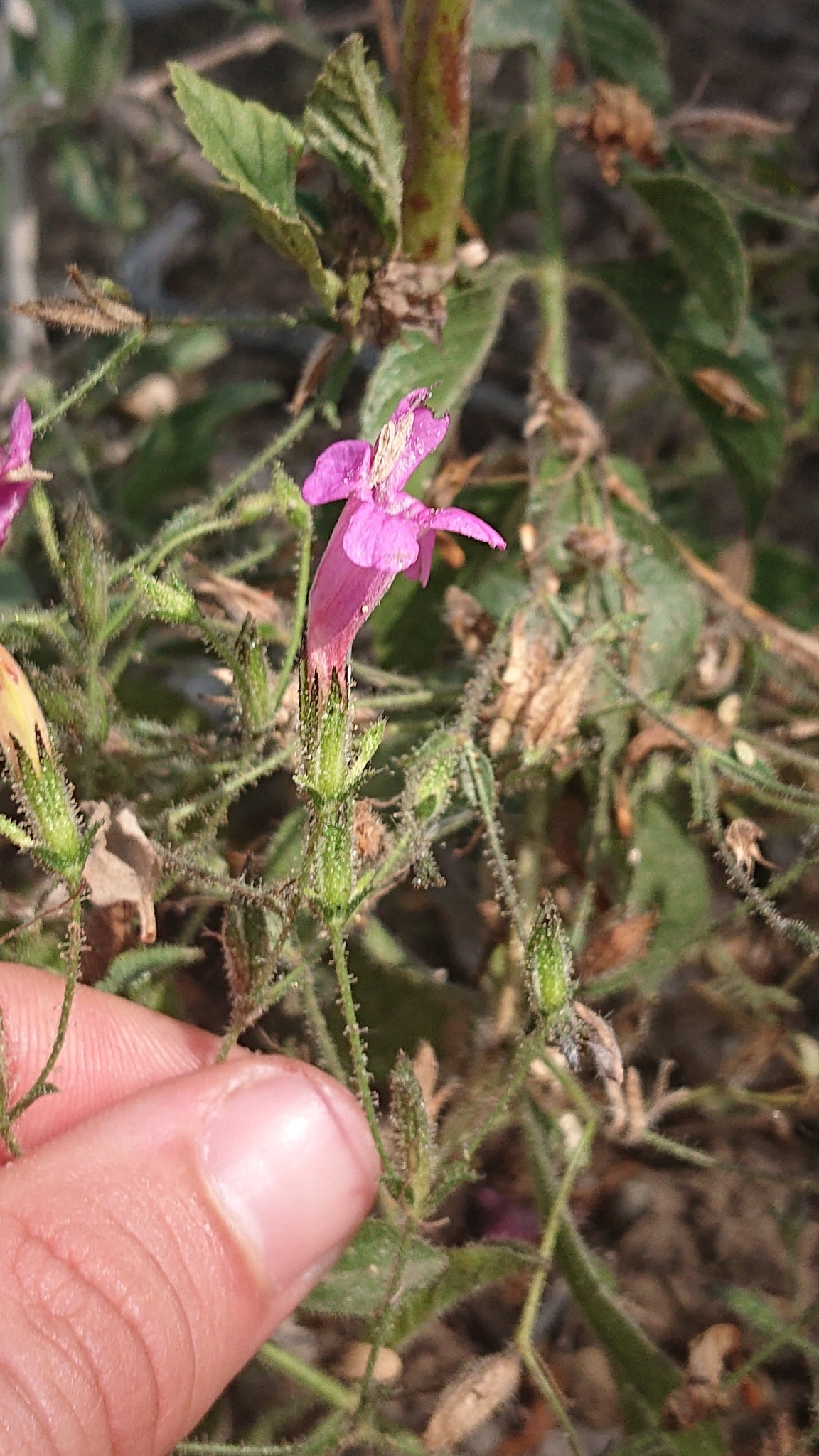 Ruellia floribunda image