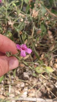 Ruellia floribunda image