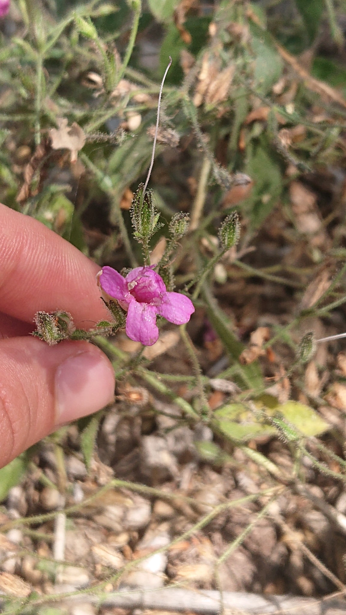 Ruellia image