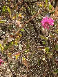 Barnadesia aculeata image