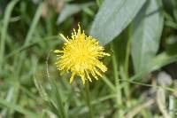 Taraxacum officinale image