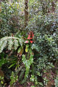 Guzmania gloriosa image