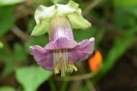 Cobaea scandens image