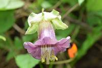 Cobaea scandens image