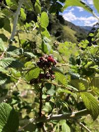 Rubus niveus image