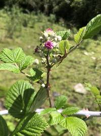 Rubus niveus image