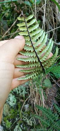 Pteridium esculentum image