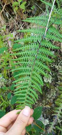 Pteridium esculentum image