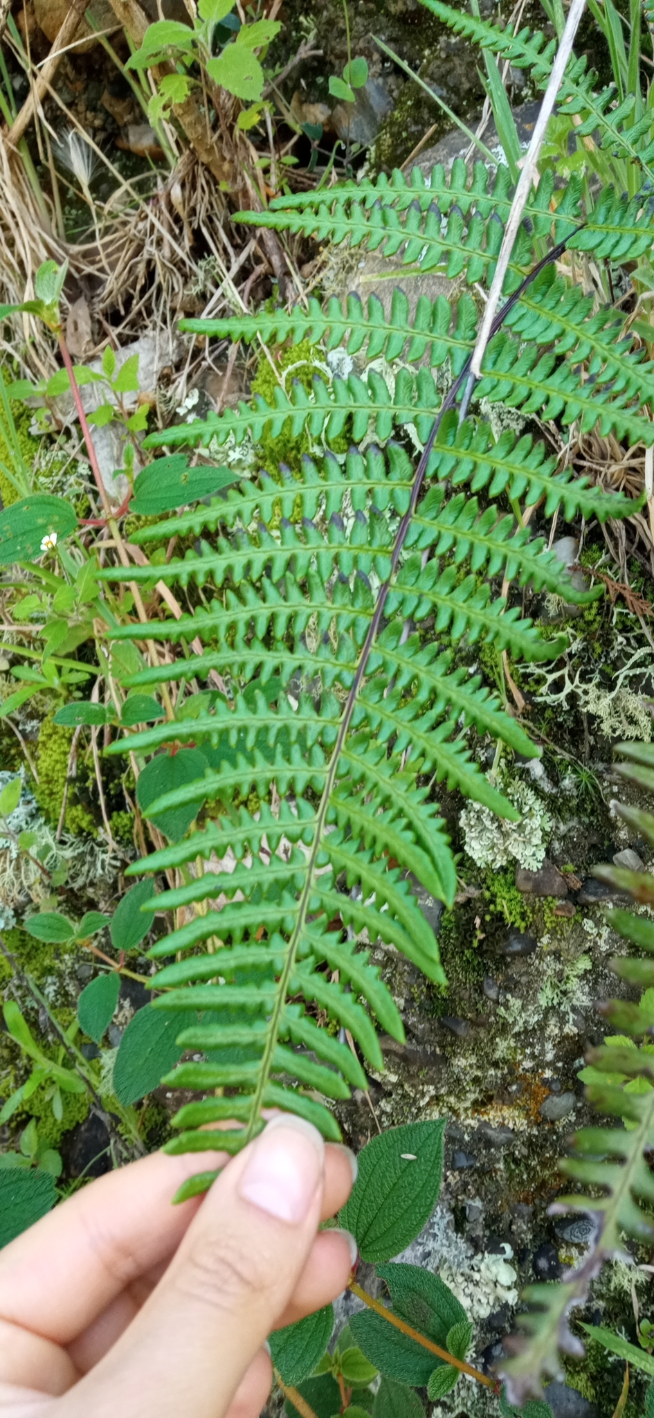 Dennstaedtiaceae image