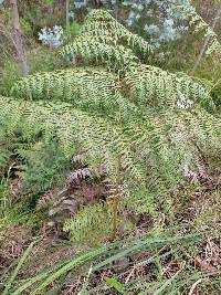 Pteridium esculentum image