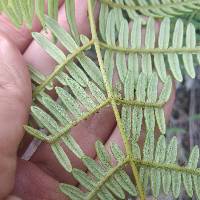 Pteridium esculentum image