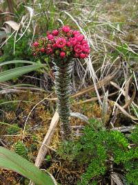 Gentianella fastigiata image