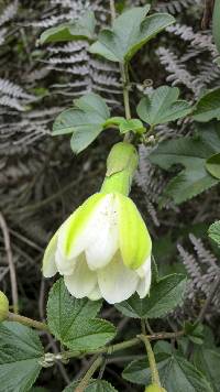 Passiflora mathewsii image