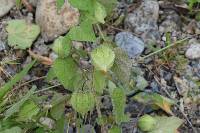 Physalis peruviana image