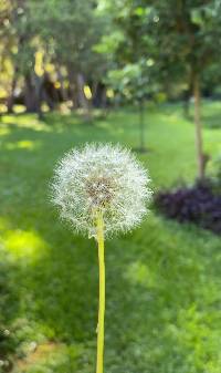 Taraxacum officinale image