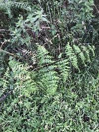 Pteridium esculentum image