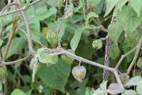 Physalis peruviana image