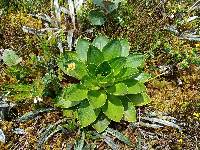 Valeriana convallarioides image