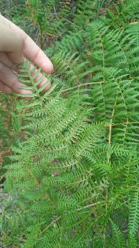 Pteridium esculentum image