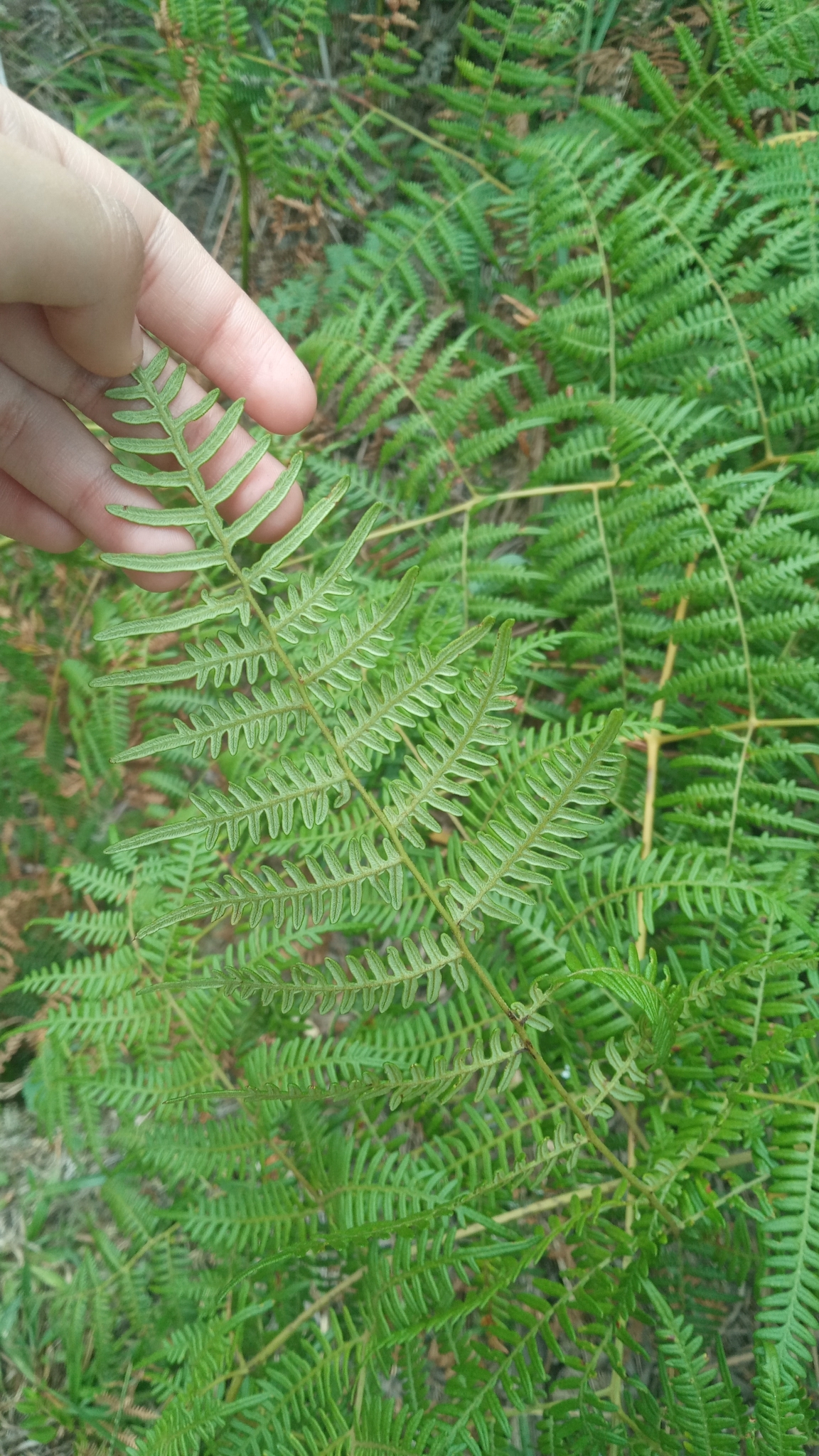 Pteridium esculentum image