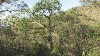 Ceiba trischistandra image