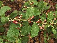 Muehlenbeckia tamnifolia image