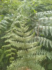 Pteridium esculentum image