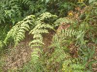 Pteridium esculentum image