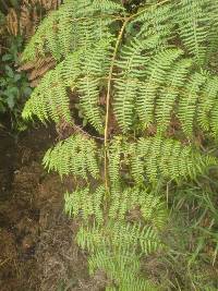 Pteridium esculentum image