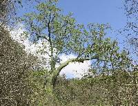 Ceiba trischistandra image