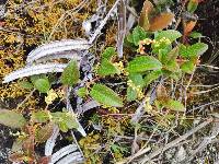 Muehlenbeckia tamnifolia image