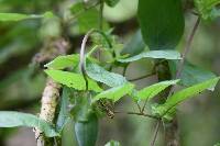 Cobaea scandens image