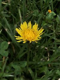 Taraxacum officinale image