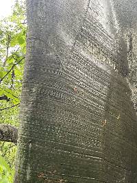 Ceiba trischistandra image