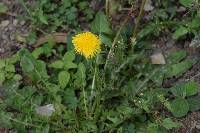 Taraxacum officinale image