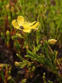 Hypericum laricifolium image