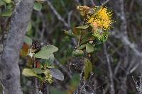 Gaiadendron punctatum image