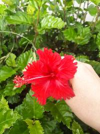 Hibiscus archeri image