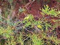 Hypericum laricifolium image