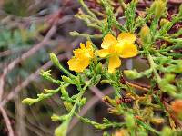 Hypericum laricifolium image