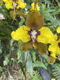 Cyrtochilum macranthum image