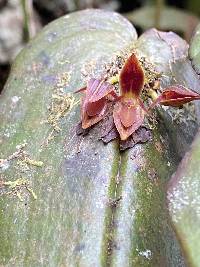 Pleurothallis coriacardia image