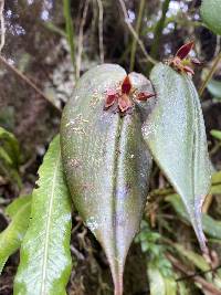 Pleurothallis coriacardia image