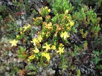 Hypericum aciculare image