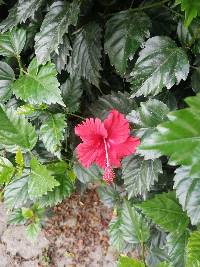 Hibiscus archeri image