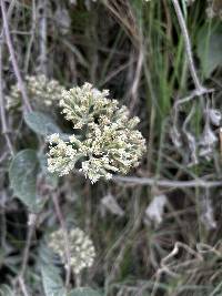 Mikania cordifolia image