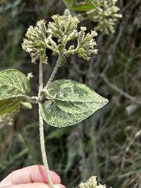 Mikania cordifolia image