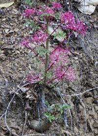 Vasconcellea parviflora image